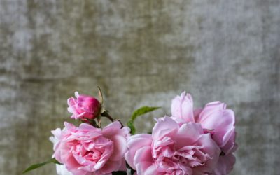 Peonies and the prospect of a 21 hour work week